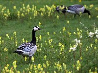 Branta leucopsis 42, Brandgans, Saxifraga-Hans Dekker