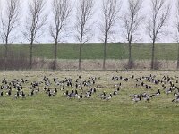Branta leucopsis 43, Brandgans, Saxifraga-Peter Meininger