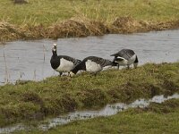 Branta leucopsis 44, Brandgans, Saxifraga-Jan Nijendijk