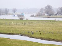 Branta leucopsis 46, Brandgans, Saxifraga-Bart Vastenhouw