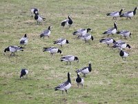 Branta leucopsis 47, Brandgans, Saxifraga-Bart Vastenhouw