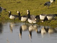 Branta leucopsis 49, Brandgans, Saxifraga-Jan Nijendijk