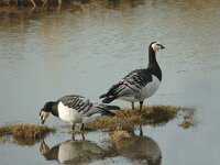 Branta leucopsis 5, Brandgans, Saxifraga-Jan van der Straaten