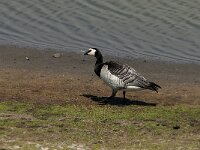 Branta leucopsis 50, Brandgans, Saxifraga-Jan van der Straaten