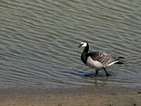 Branta leucopsis 51, Brandgans, Saxifraga-Jan van der Straaten