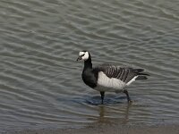 Branta leucopsis 52, Brandgans, Saxifraga-Jan van der Straaten