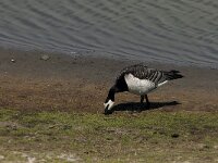 Branta leucopsis 53, Brandgans, Saxifraga-Jan van der Straaten