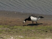 Branta leucopsis 54, Brandgans, Saxifraga-Jan van der Straaten