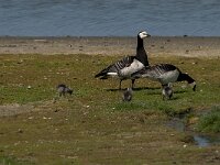 Branta leucopsis 55, Brandgans, Saxifraga-Jan van der Straaten