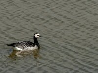 Branta leucopsis 56, Brandgans, Saxifraga-Jan van der Straaten