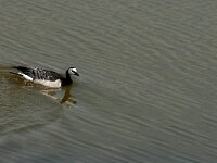 Branta leucopsis 57, Brandgans, Saxifraga-Jan van der Straaten