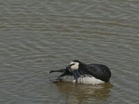 Branta leucopsis 61, Brandgans, Saxifraga-Jan van der Straaten