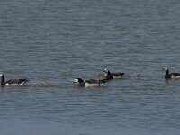 Branta leucopsis 62, Brandgans, Saxifraga-Jan van der Straaten