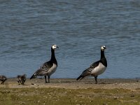 Branta leucopsis 64, Brandgans, Saxifraga-Jan van der Straaten