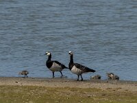 Branta leucopsis 65, Brandgans, Saxifraga-Jan van der Straaten