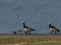 Branta leucopsis 67, Brandgans, Saxifraga-Jan van der Straaten