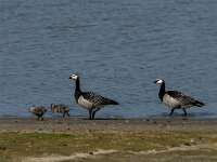 Branta leucopsis 68, Brandgans, Saxifraga-Jan van der Straaten
