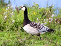Branta leucopsis 69, Brandgans, Saxifraga-Bart Vastenhouw