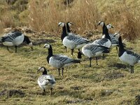 Branta leucopsis 7, Brandgans, Saxifraga-Jan van der Straaten