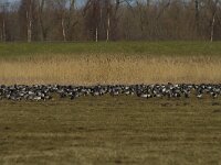 Branta leucopsis 71, Brandgans, Saxifraga-Jan Nijendijk