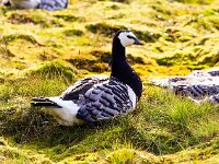 Branta leucopsis 76, Brandgans, Saxifraga-Bart Vastenhouw