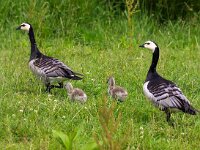 Branta leucopsis 77, Brandgans, Saxifraga-Bart Vastenhouw