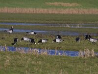 Branta leucopsis 78, Brandgans, Saxifraga-Jan Nijendijk