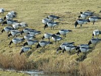 Branta leucopsis 8, Brandgans, Saxifraga-Jan van der Straaten