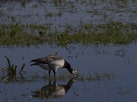Branta leucopsis 80, Brandgans, Saxifraga-Jan Nijendijk