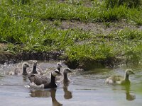 Branta leucopsis 84, Brandgans, Sxifraga-Jan Nijendijk