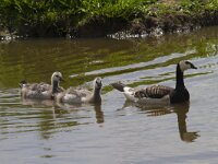 Branta leucopsis 86, Brandgans, Sxifraga-Jan Nijendijk