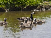 Branta leucopsis 87, Brandgans, Sxifraga-Jan Nijendijk