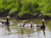 Branta leucopsis 88, Brandgans, Sxifraga-Jan Nijendijk