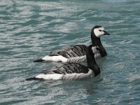 Branta leucopsis 89, Brandgans, Saxifraga-JanC van der Straaten
