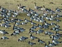 Branta leucopsis 9, Brandgans, Saxifraga-Jan van der Straaten