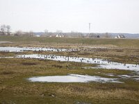 Brandganzen  Barnacle Geese (Branta leucopsis) in a wetland on Schouwen-Duiveland, Zealand, Netherlands : Barnacle Geese Goose, Branta leucopsis, Dutch, Europe European, Holland, Netherlands, avifauna bird, color, colour, horizontal, nature natural, rural landscape, water, waterfowl