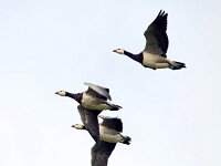 Branta leucopsis 93, Brandgans, Saxifraga-Bart Vastenhouw
