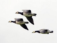Branta leucopsis 94, Brandgans, Saxifraga-Bart Vastenhouw