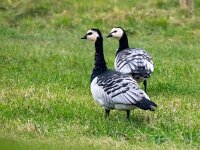 Branta leucopsis 95, Brandgans, Saxifraga-Bart Vastenhouw