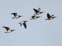 Branta leucopsis 97, Brandgans, Saxifraga-Mark Zekhuis