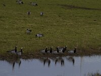Branta leucopsis 98, Brandgans, Saxifraga-Jan Nijendijk