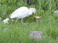 Bubulcus ibis 117, Koereiger, Saxifraga-Tom Heijnen