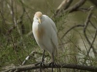 Bubulcus ibis 18, Koereiger, Saxifraga-Willem van Kruijsbergen