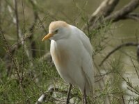 Bubulcus ibis 19, Koereiger, Saxifraga-Willem van Kruijsbergen