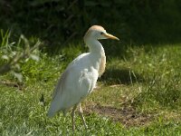 Bubulcus ibis 2, Koereiger, Saxifraga-Jan van der Straaten