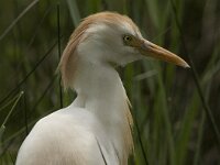 Bubulcus ibis 23, Koereiger, Saxifraga-Jan van der Straaten