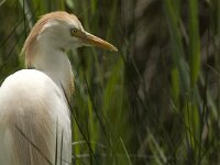 Bubulcus ibis 24, Koereiger, Saxifraga-Jan van der Straaten