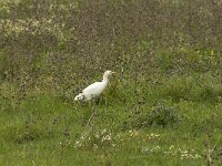 Bubulcus ibis 25, Koereiger, Saxifraga-Willem van Kruijsbergen
