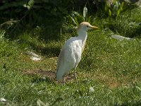 Bubulcus ibis 3, Koereiger, Saxifraga-Jan van der Straaten