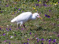 Bubulcus ibis 39, Koereiger, Saxifraga-Bart Vastenhouw